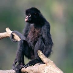 Peruvian Spider Monkey Characteristics | Ateles Chamek Diet & Facts