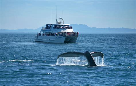 TAKE TO THE GREAT OUTDOORS - WINTER WHALE WATCHING & EXCURSIONS TO THE ...