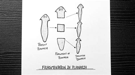 Fragmentation Diagram