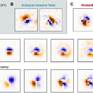 Random receptive field model of Primary Visual Cortex (V1). (A) Diagram ...