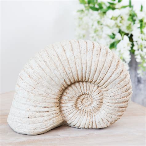 Ammonite | Ammonite, Nautical interior, Shells