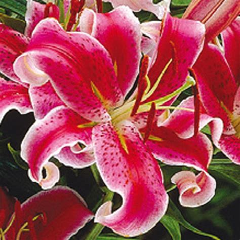 Breck's Oriental Lily Stargazer Bulbs (10-Pack)-01237 - The Home Depot