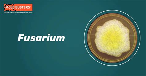 Fusarium - Species, Allergy, Symptoms & Treatment | Mold Busters