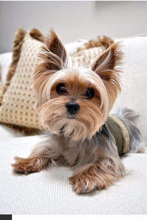 #yorki | Baby dogs, Yorkie, Baby animals