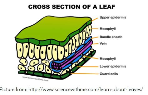 Leaves and Photosynthesis - KS Corn