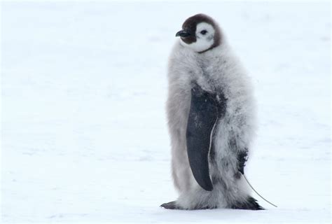 Antarctic Ocean Animals