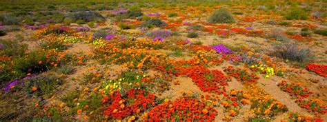 #1 Namaqualand Spring Flower Tours