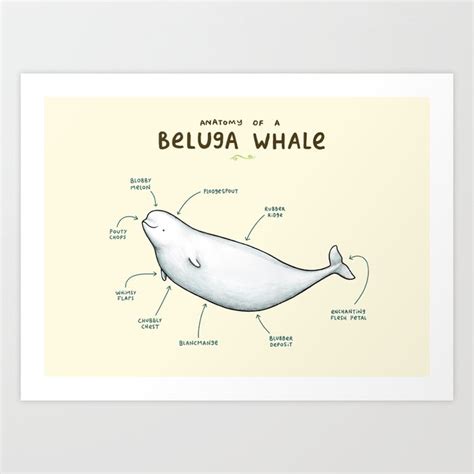 Anatomy of a Beluga Whale Art Print by Sophie Corrigan | Society6