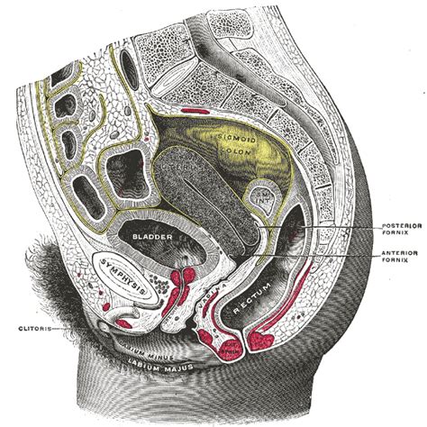 Uterus Anatomy Diagram Side View