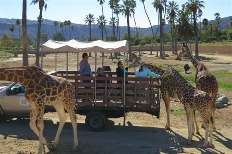 Behind the Scenes on a Caravan Safari at San Diego Zoo Safari Park