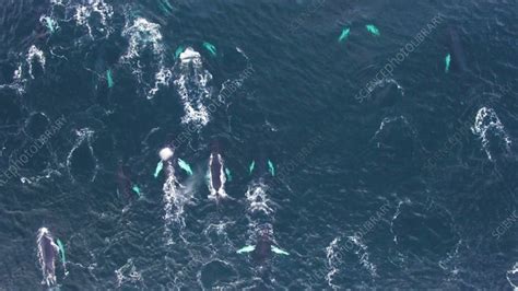 Humpback whale pod - Stock Video Clip - K009/1975 - Science Photo Library