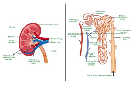 Diagram of Nephron - Structure and Functions - GeeksforGeeks