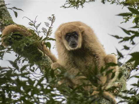 A lifeline for an endangered primate