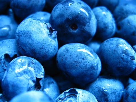 Blueberry ♡ - Blueberries Photo (35247024) - Fanpop