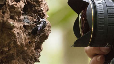 World's Largest Bee Is Spotted For First Time In Decades : NPR