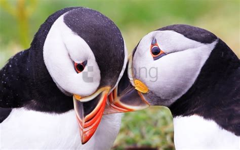 Free download | HD PNG atlantic puffin beak bird couple puffin ...