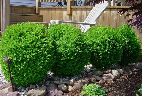 Buxus microphyllia 'Tide Hill' | Shade Shrubs