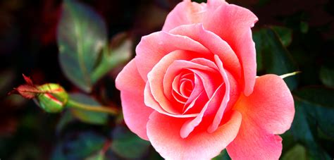 Tips on How to Protect Roses in Winter: Gardening Tips