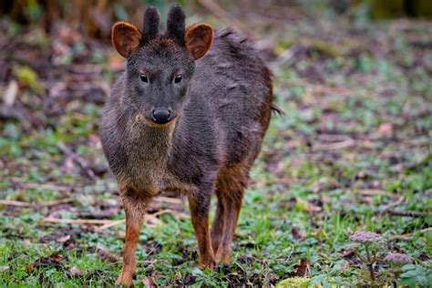 Deer Southern Pudu Smallest - Free photo on Pixabay