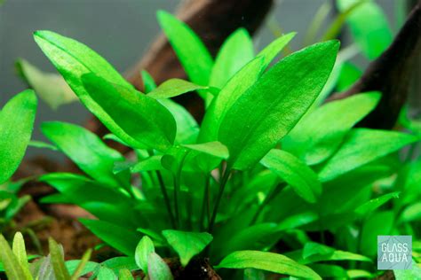 Cryptocoryne Wendtii Green 'Gecko' Tissue Culture Aquatic Plant – Glass Aqua