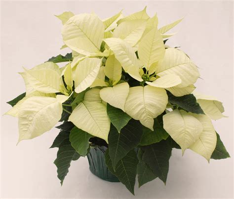 Poinsettia Premium Polar White | Natural Beauty