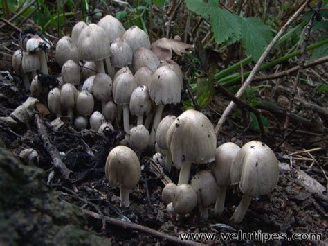 Coprinopsis atramentaria, harmaamustesieni @ Natural Fungi in Finland