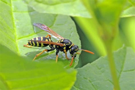 Wasp Sting: Symptoms, Causes, Diagnosis, Treatment and More