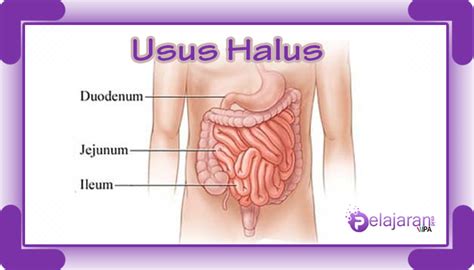 Fungsi Usus Halus dalam Sistem Pencernaan Manusia dan Anatomi Usus Halus dengan Penjelasan Lengkap