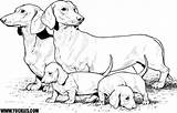 Cute Little Dachshund Coloring Page Download Print Or  Vrogueco sketch template