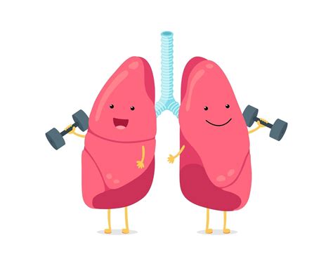 Cute cartoon funny lungs character with dumbbells. Strong smiling lung. Human respiratory system ...