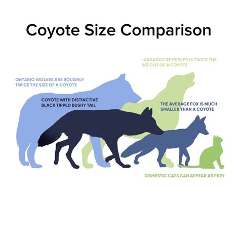 Wolf Vs. Dog Size Comparison