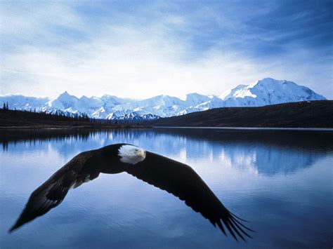 Bald Eagle in Alaska — Yacht Charter & Superyacht News