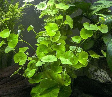 Amazon.com : Brazilian Pennywort (Hydrocotyle leucocephala)- LARGE Stem ...