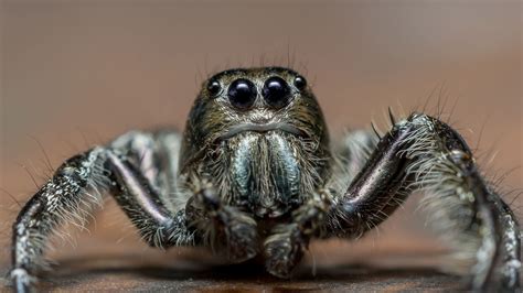 9 Photos That Prove Spiders Can Be Cute When They’re Not Eating Your Dog - ClickHole