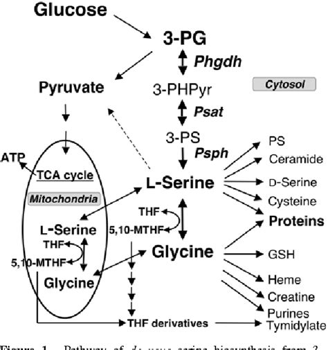 Figure 1 from An essential role for de novo biosynthesis of L-serine in ...