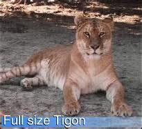 Tigon | Big Cats Wiki | FANDOM powered by Wikia