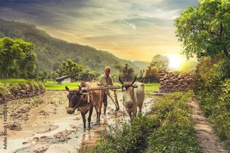 Farmer ploughing rice field at sunrise Stock Photo | Adobe Stock