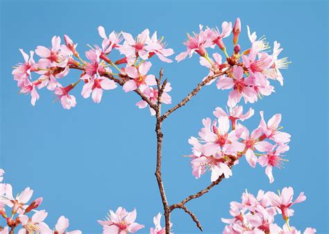 Cherry Blossoms And A Clear Blue Sky Photograph by Joecicak | Fine Art ...