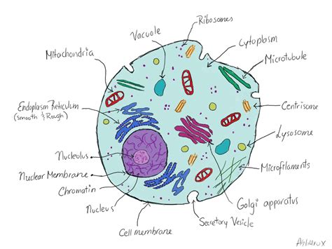 Animal Cell Structure drawing for student : Biological Science Picture Directory – Pulpbits.net