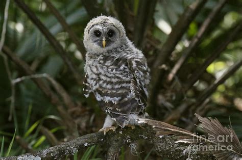 Juvenile Barred Owl Photograph by Myrna Bradshaw - Fine Art America