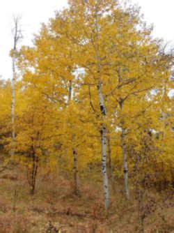 Utah State Tree: Quaking Aspen