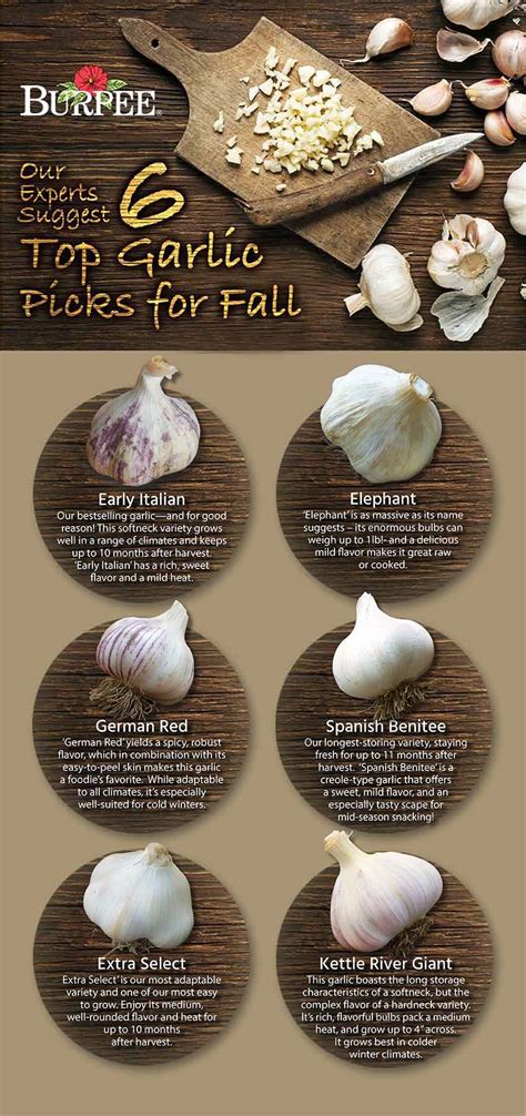 Top Garlic Varieties for Fall Gardening - burpee.com | Fall garden vegetables, Autumn garden ...