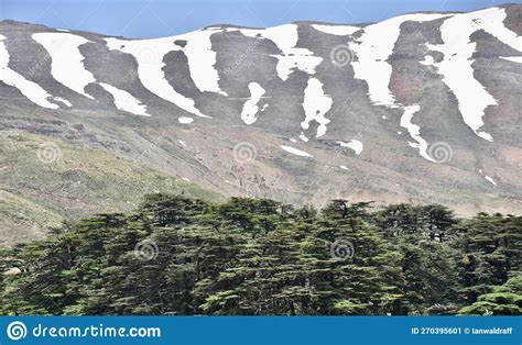 Snow Capped Lebanese Mountains in Summer Stock Image - Image of yogurt ...