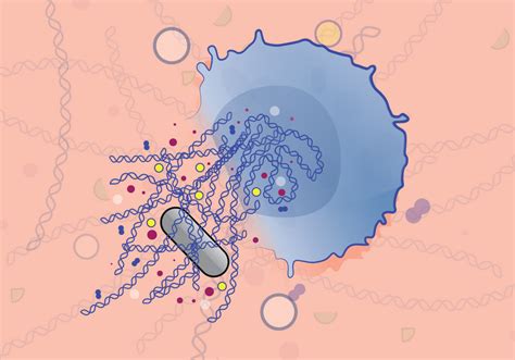 Infographic: How Neutrophil Extracellular Traps Work | The Scientist Magazine®