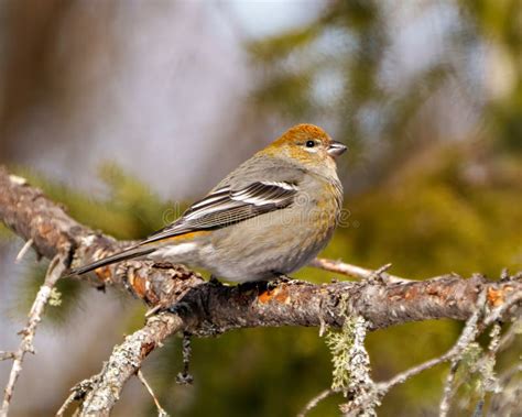 Pine Grosbeak Photo and Image. Female Perched on a Branch with a Blur ...