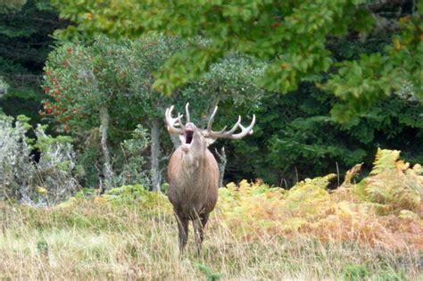 Pyrenees Wildlife - The Adventure Creators