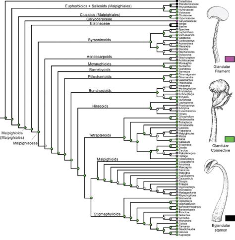 Figure 1 from ﻿Evolution of connective glands reveals a new synapomorphy for Malpighiaceae and ...