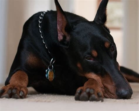 10 Favorite Black Dog Breeds - Tail and Fur