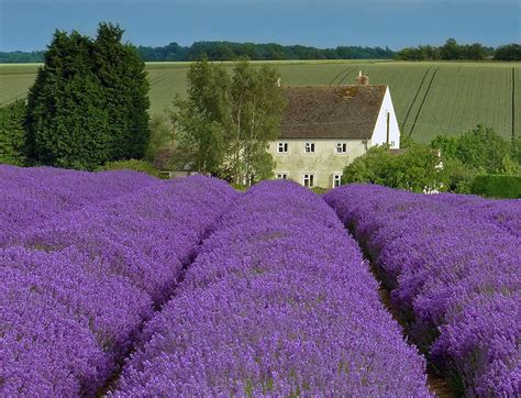 Lavender Farm Private Tour & The Cotswolds - Cotswold Tours & Travel