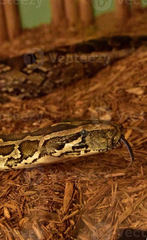 Patterned Burmese Python Snake with Tongue Out 19577402 Stock Photo at ...